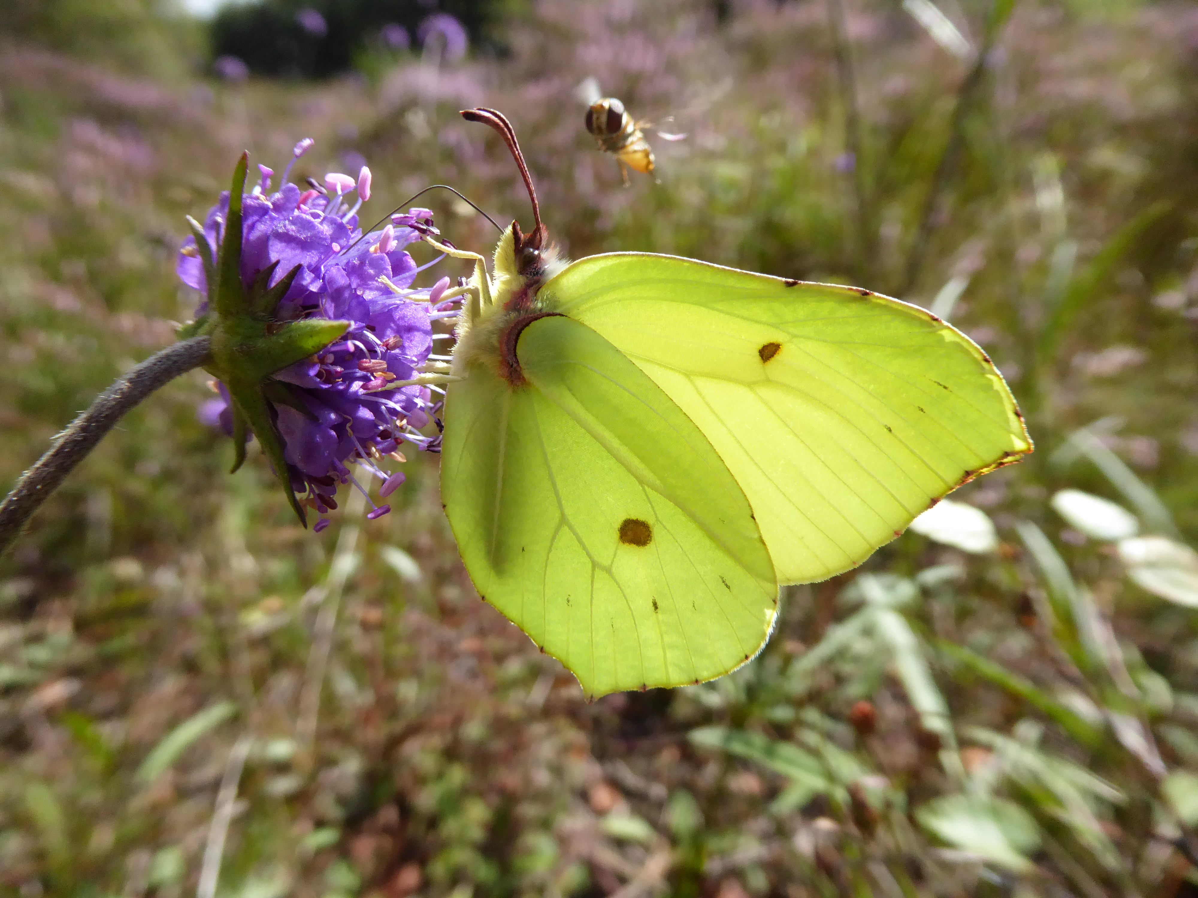 Brimstone, male, Lullybeg